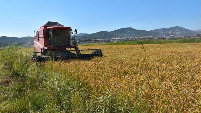 Sinop'ta çeltik hasadına başlandı