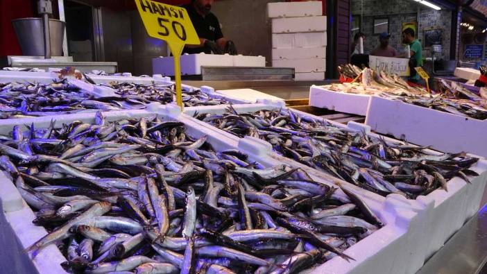 Karadeniz'de balık bereketi