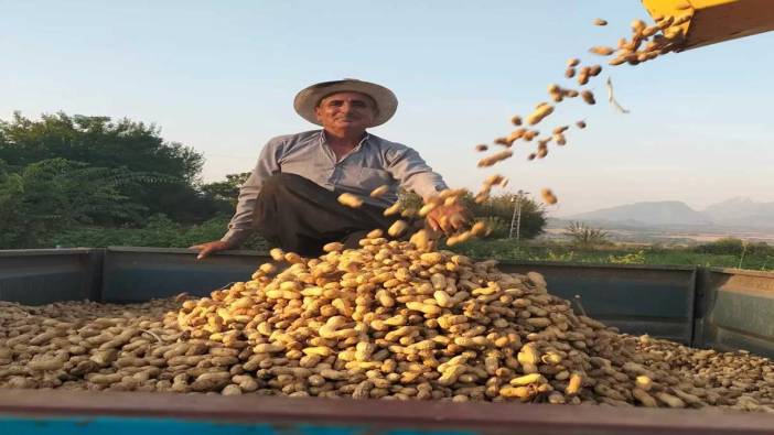 Osmaniye’de yer fıstığı hasadı başladı