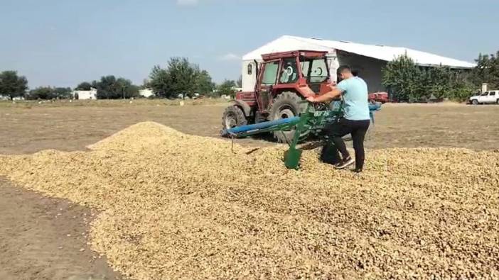 Osmaniye’de yer fıstığı hasadı başladı