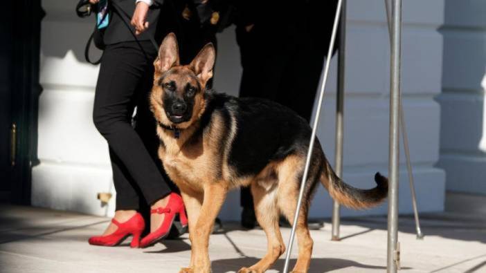 Biden'ın köpeği "Commander" Gizli Servis personelini daha ısırdı