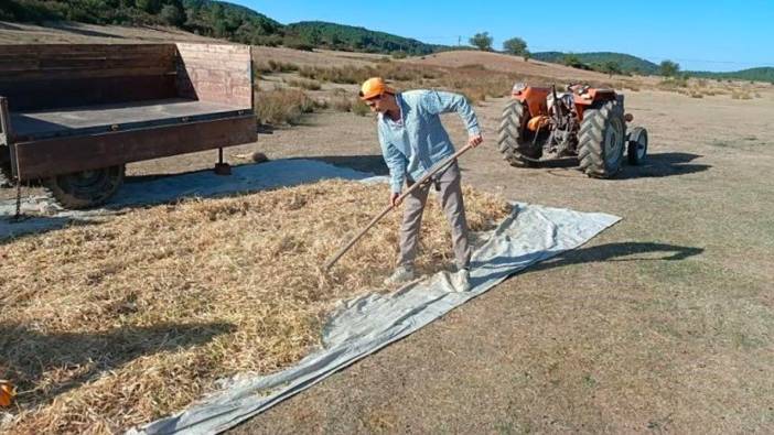 Denizli Buldan'da kuru fasulye hasadı başladı