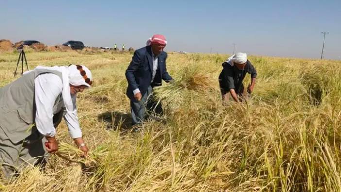 Tescilli karacadağ pirincinde 5 bin ton rekolte bekleniyor