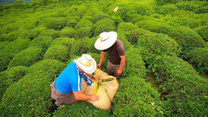 ÇAYKUR, 839 milyon lira ödemeyi çay üreticilerine aktaracak