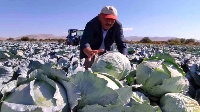 Niğde'de beyaz lahana hasadı başladı