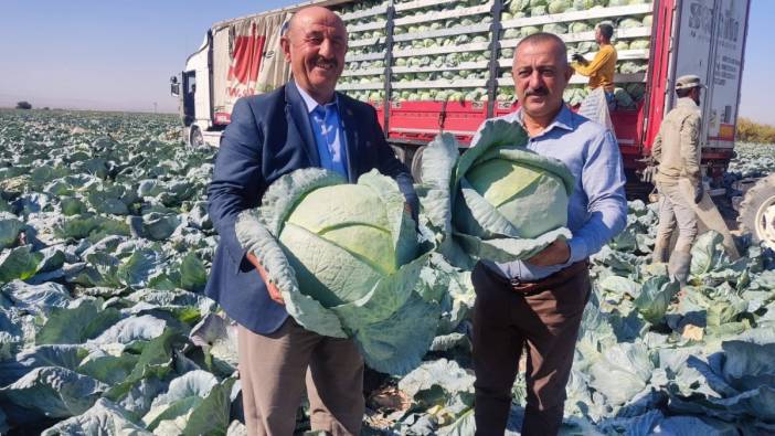 Niğde'de lahana hasadı yüz güldürüyor