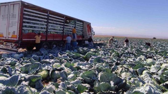 Niğde'de lahana hasadı yüz güldürüyor