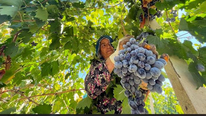 Elazığ'da 110 bin dekar üzüm hasadı: Türkiye'nin birçok iline gönderiliyor