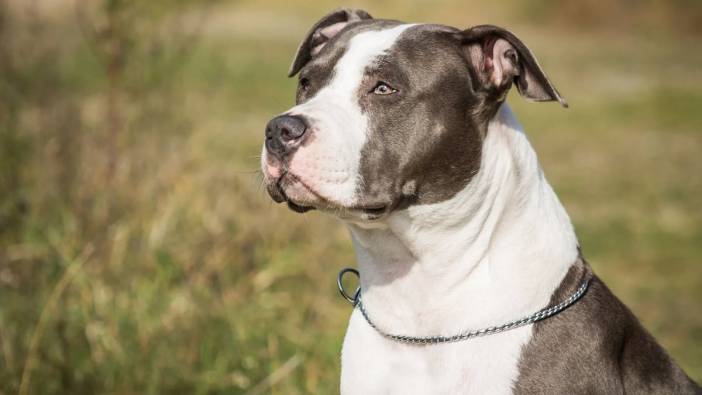 Avusturya'da köpeğin saldırdığı kadın hayatını kaybetti