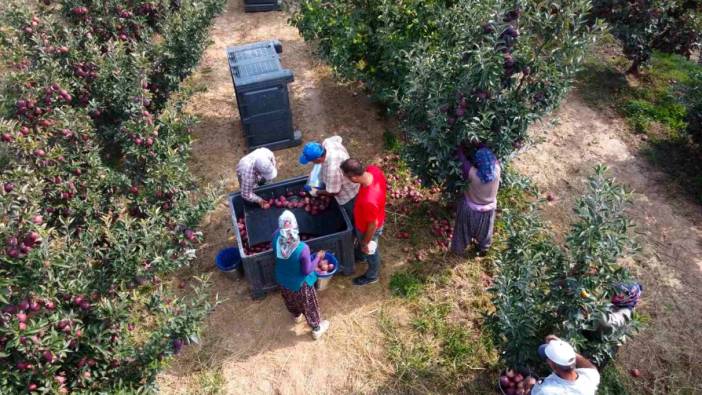 Beyşehir'de elma hasadı devam ediyor