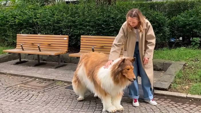 Almanya'da köpek vergisi gelirleri rekor kırdı