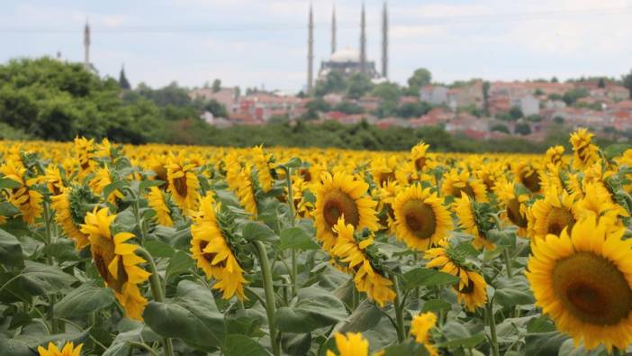 Ayçiçeğini aşırı sıcaklar vurdu