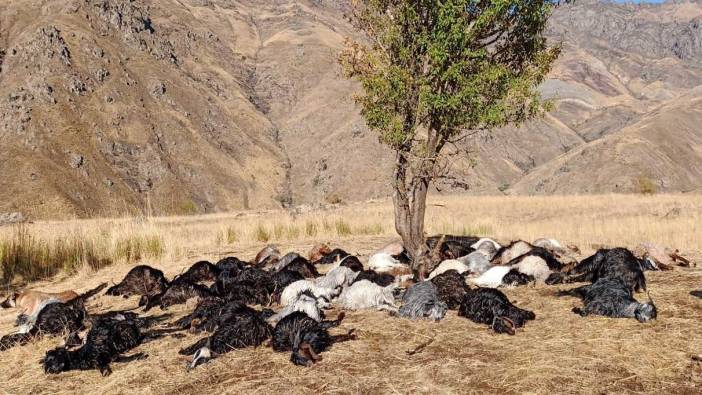 Derecik’te yıldırım düştü: 62 hayvan telef oldu