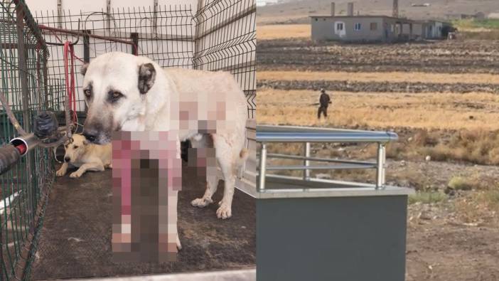 Köpeklere ateş etti: Nedeni pes dedirtti