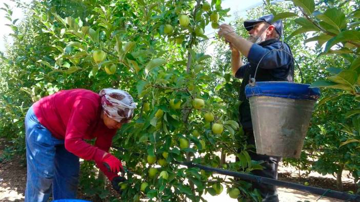 Isparta üreticiler elma hasadı mesaisine devam ediyor