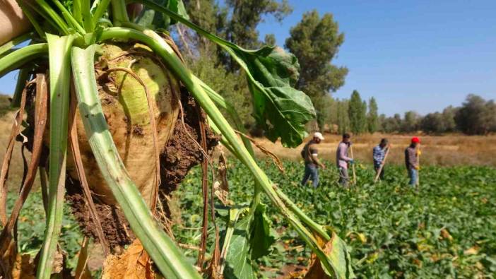 Yozgat'ta şeker pancarı hasadı devam ediyor