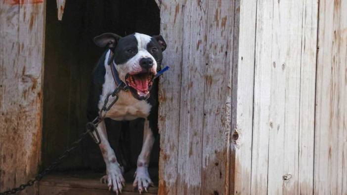 Saldırdığı yaşlı kadının bacağının kesilmesine neden olan Pitbull sahiplerine dava!