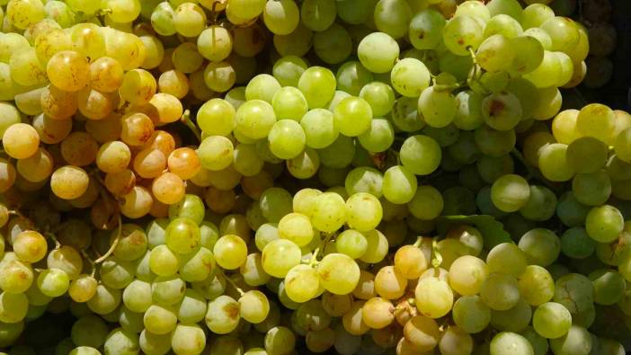 Üzüm hasadı düşerken fiyatlar yükseldi