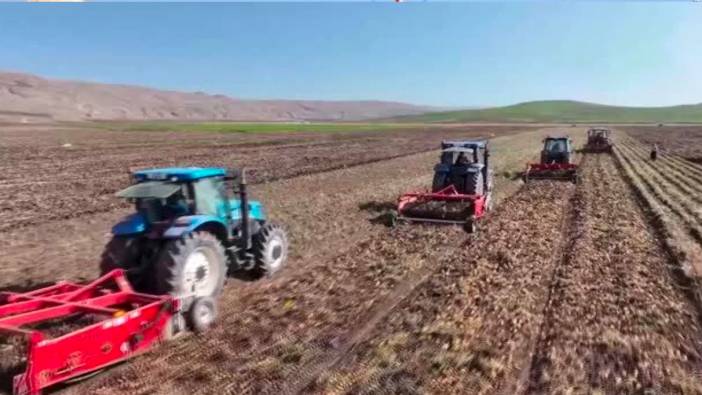Sivas'ta patates hasadı başladı, rekor bekleniyor