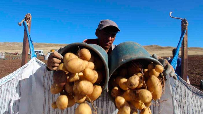 Sivas patates üretiminde rekora koşuyor