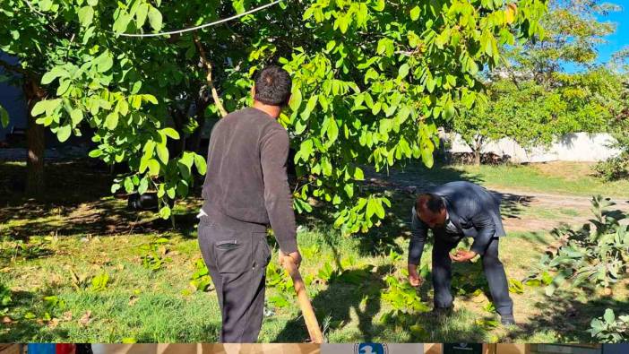 Adilcevaz cevizinin hasadına başlandı