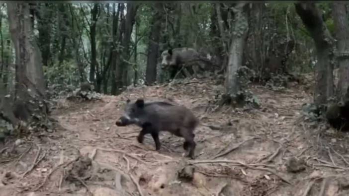 İstanbul'un göbeğinde şaşırtan manzaralar: Sarıyer'i domuzlar bastı!