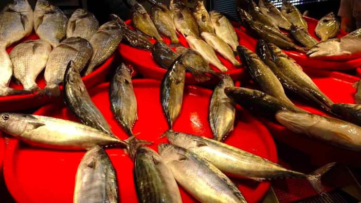 Karadeniz'de palamut sezonu başladı