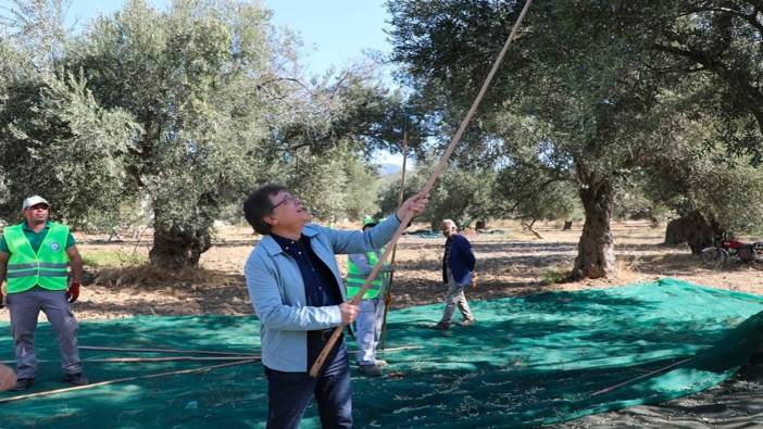 Kazdağları eteklerinde zeytin hasadı başladı