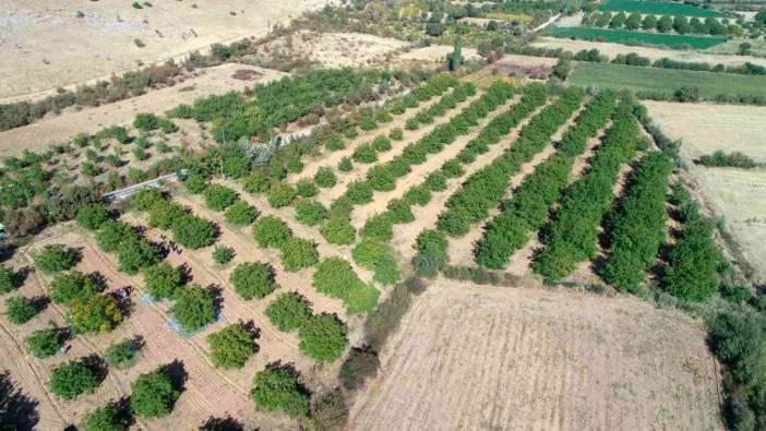 Elazığ’da 125 bin ceviz ağacında hasat başladı