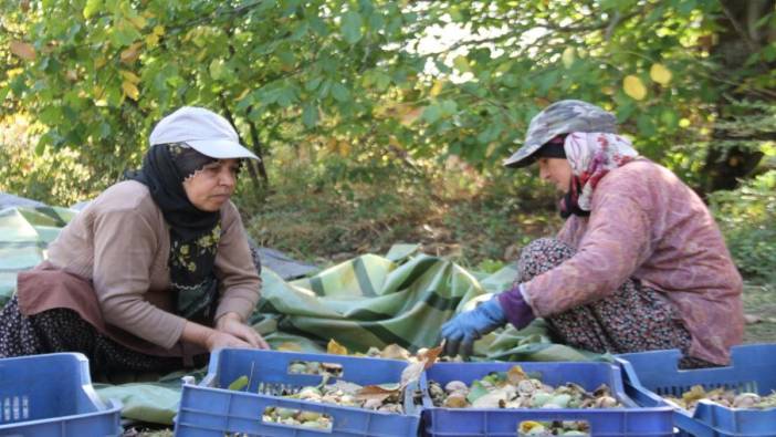 Elazığ’da ceviz ağaçlarında hasat başladı