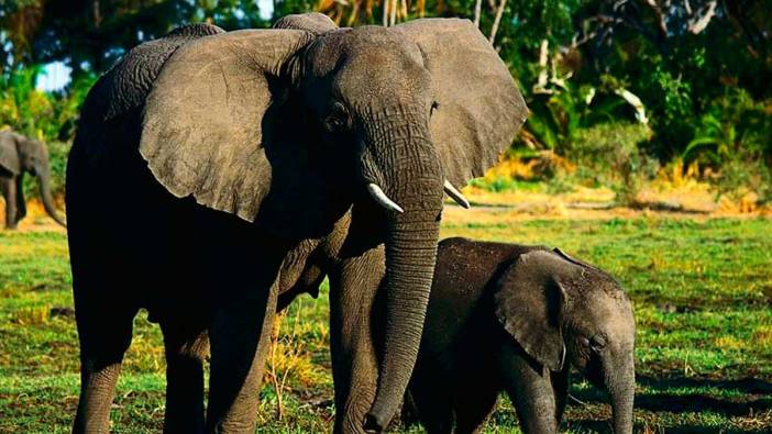 Rüyada fil görmek ne anlama gelir