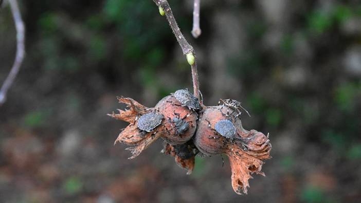 Kahverengi kokarca fındık üretimini tehdit ediyor