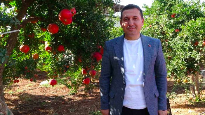 Kilis’te nar hasadı başladı