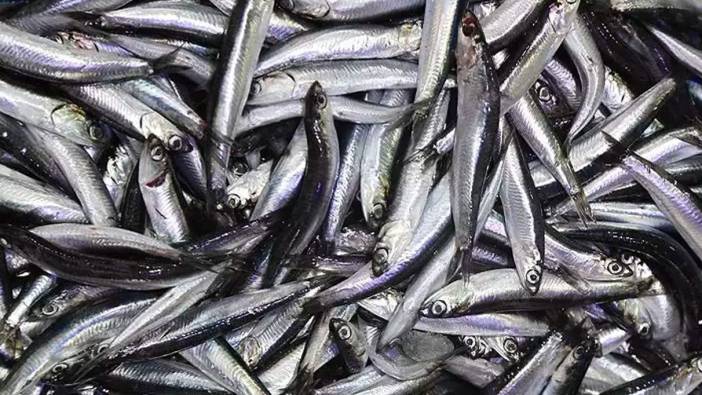 Samsun'da hamsi fiyatları düştü