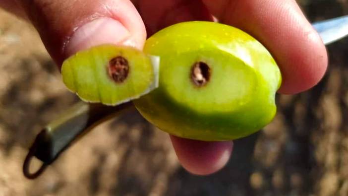 Zeytin üreticileri zeytin kızılkurduna karşı uyarıldı