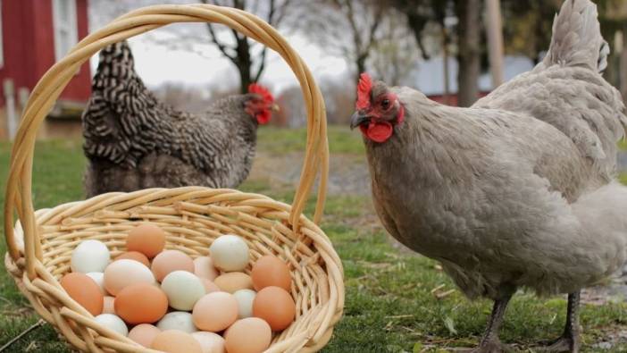 Tavuk eti üretimi ağustosta azaldı