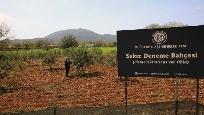 Sakız deneme bahçesi ilk ürünlerini verdi