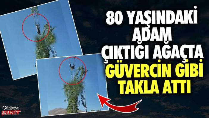 80 yaşındaki adam çıktığı ağaçta güvercin gibi takla attı