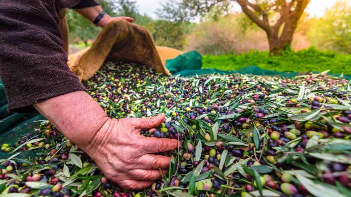 Sofralık zeytin ihracatı 100 bin tonu aştı