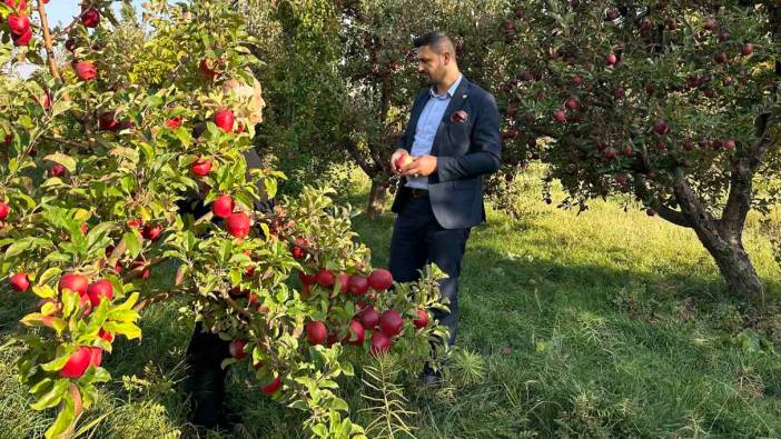 30 yıl önce İran'dan getirilen ağaçlardan verimli hasat