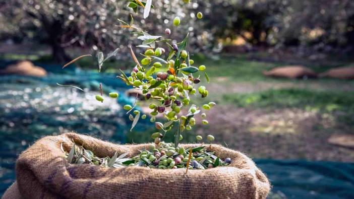 Sofralık zeytin ihracatı 100 bin tonu aştı