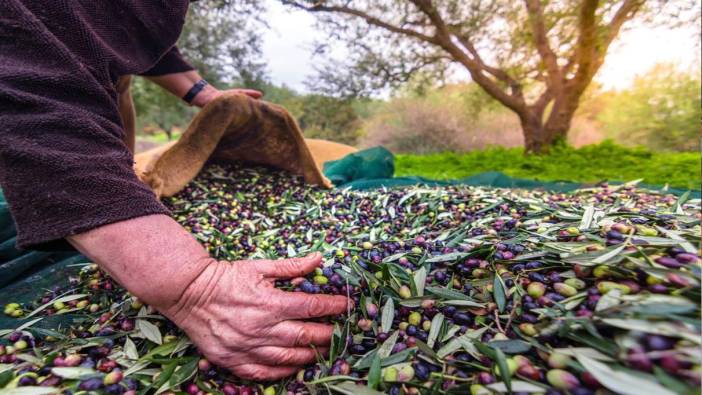 Sofralık zeytin ihracatı 100 bin tonu aştı