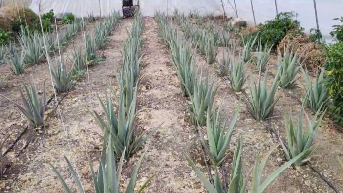 Bu bitki Hakkari'de ilk kez yetiştirildi: Üreticiyi memnun etti