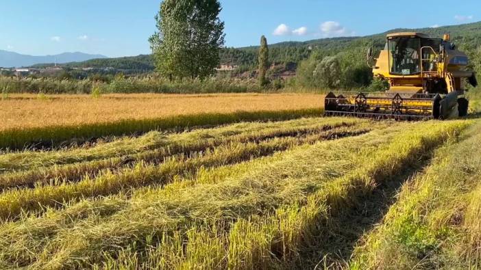 Çeltik üreticisi: Hükümet çiftçiyi mağdur etti