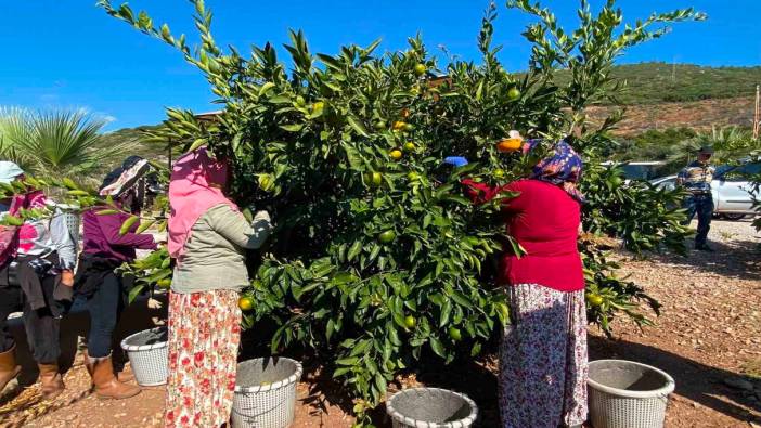 Muğla’da narenciye bahçelerinde hasat dönemi başladı