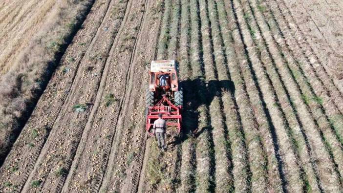 Kastamonu'da patates hasadı: Fiyatlardan memnunlar