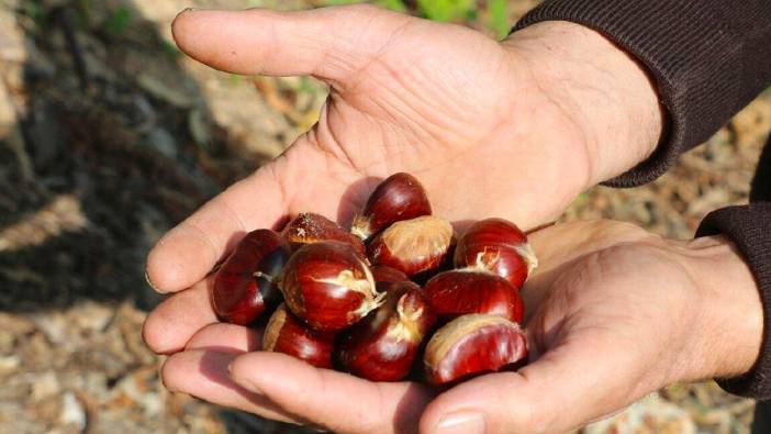 İnebolu'da kestane hasadı başladı