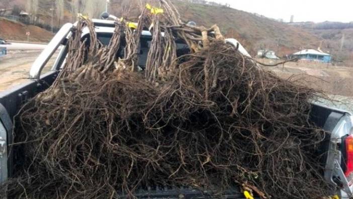 Hakkari’de meyve fidanı dağıtımı yapılacak