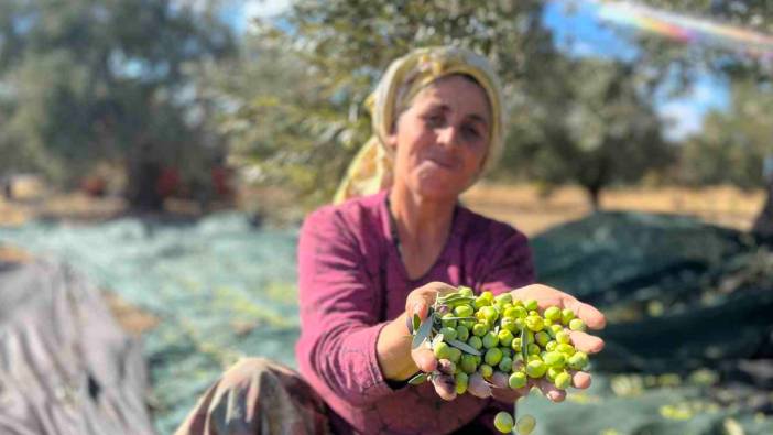 Aliağa, zeytin hasat şenliğinde buluşuyor