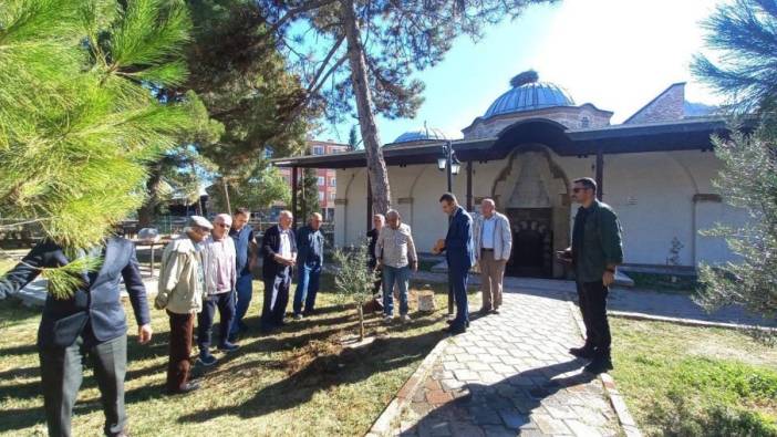 Çorum'da tarihi cami bahçesinde zeytin hasadı